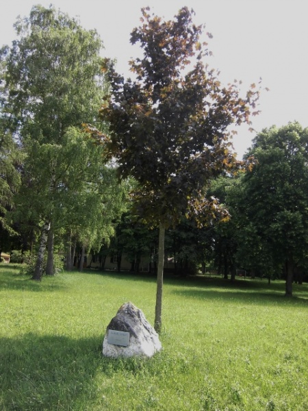 Datei:Baum des Friedens (480x640).jpg