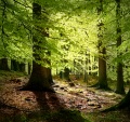 Wald Symbolbild.jpg